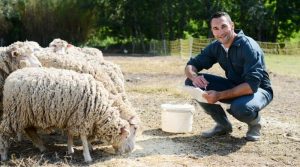 sheep farming business plan