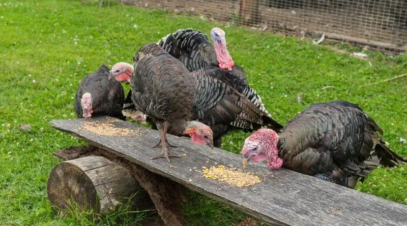 what do domestic turkeys eat