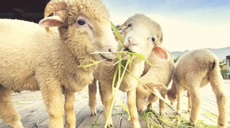 what do sheep eat