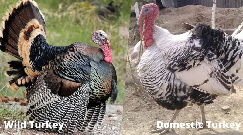 wild and domestic turkeys