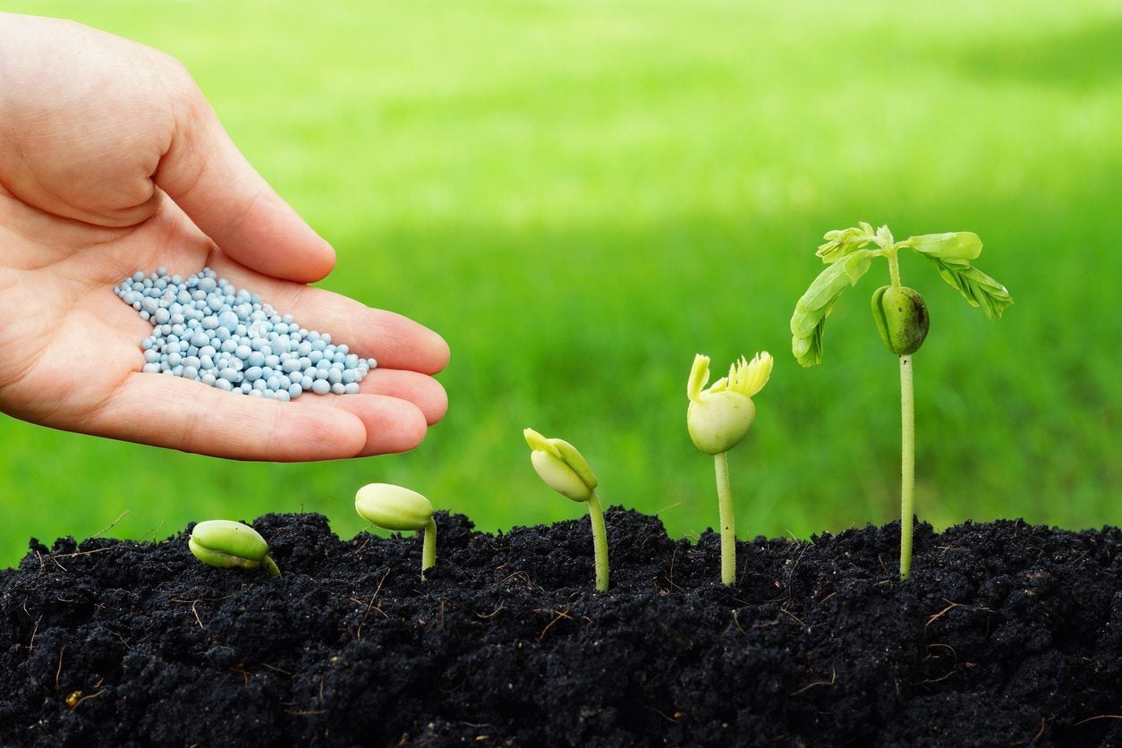 How To Fertilize Seedlings