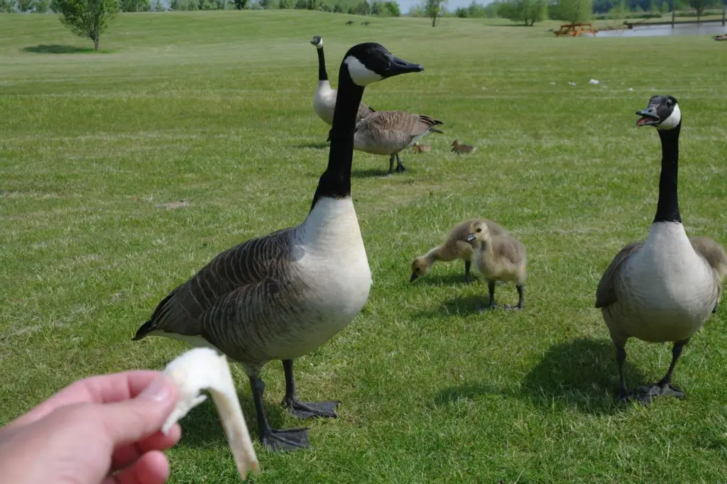 What Do Geese Eat?