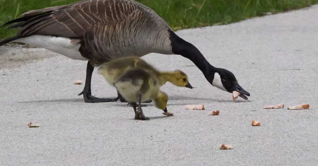 what do geese eat
