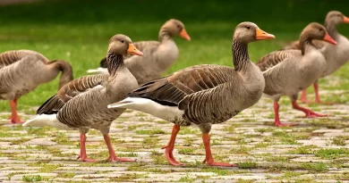 what do geese eat