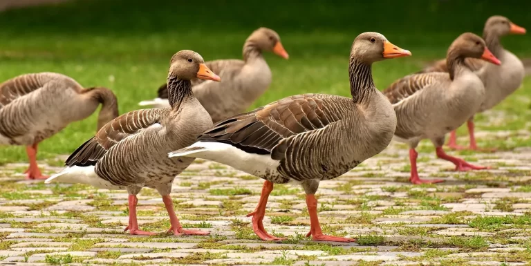 what do geese eat