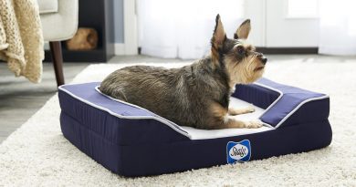 Cooling Dog Bed: Keep Your Dog Cool in Summer