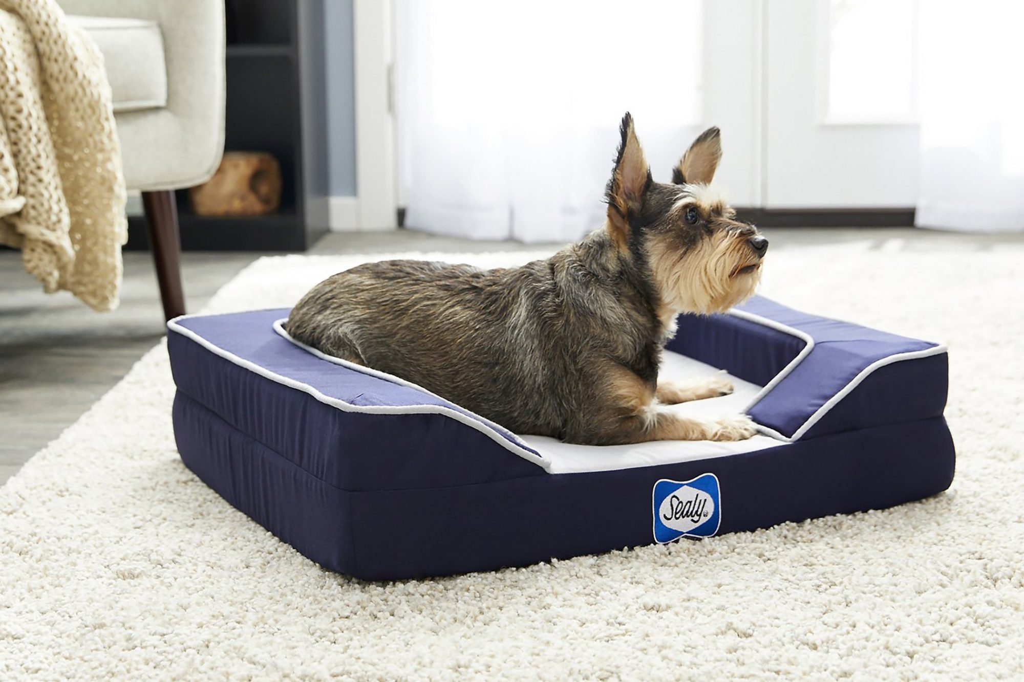 Cooling Dog Bed For Husky at Daniel Porter blog