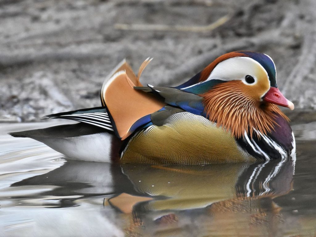 types of ducks