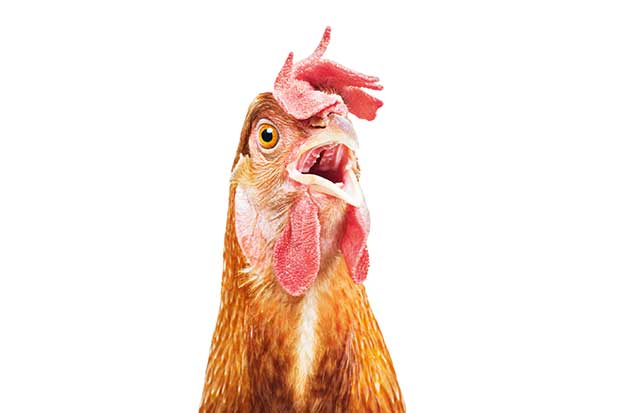 Chicken breathing With Mouth Open