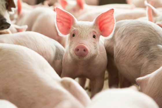 disadvantages of pig farming