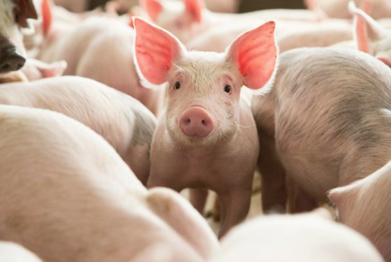 top-disadvantages-of-pig-farming