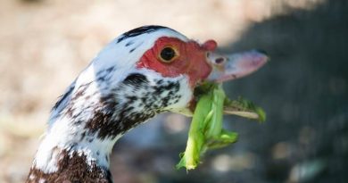 Can Ducks Eat Celery