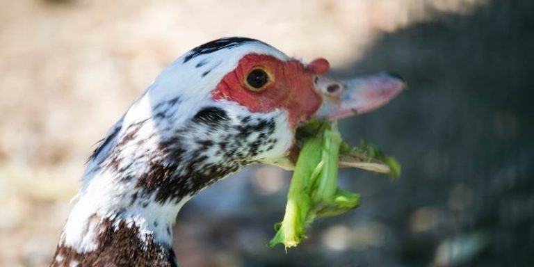 Can Ducks Eat Celery