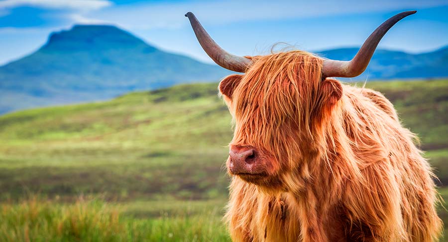 Bull Names