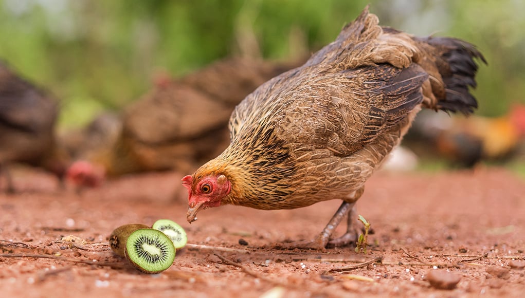 Can chickens Eat Kiwi