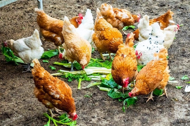 Can Chickens Eat Asparagus