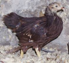 Chickens with Mohawks