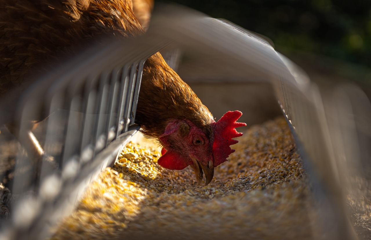 Can Chickens Eat Potato Skins