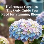 Hydrangea Care